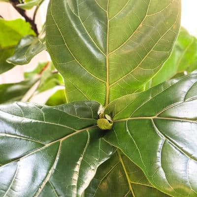 Beginners Guide to Fiddle Leaf Fig Care