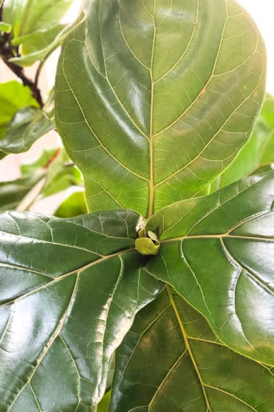 Ficus Lyrata
