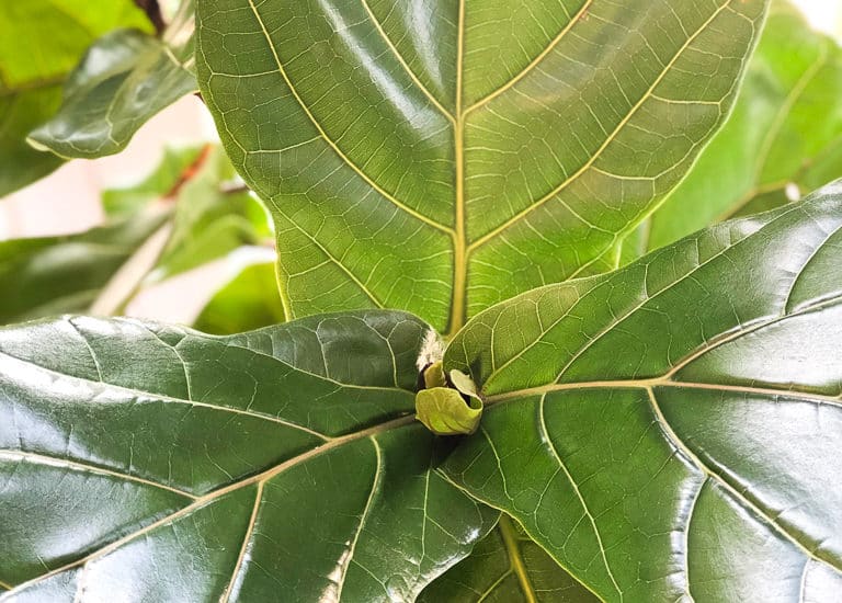 Ficus Lyrata