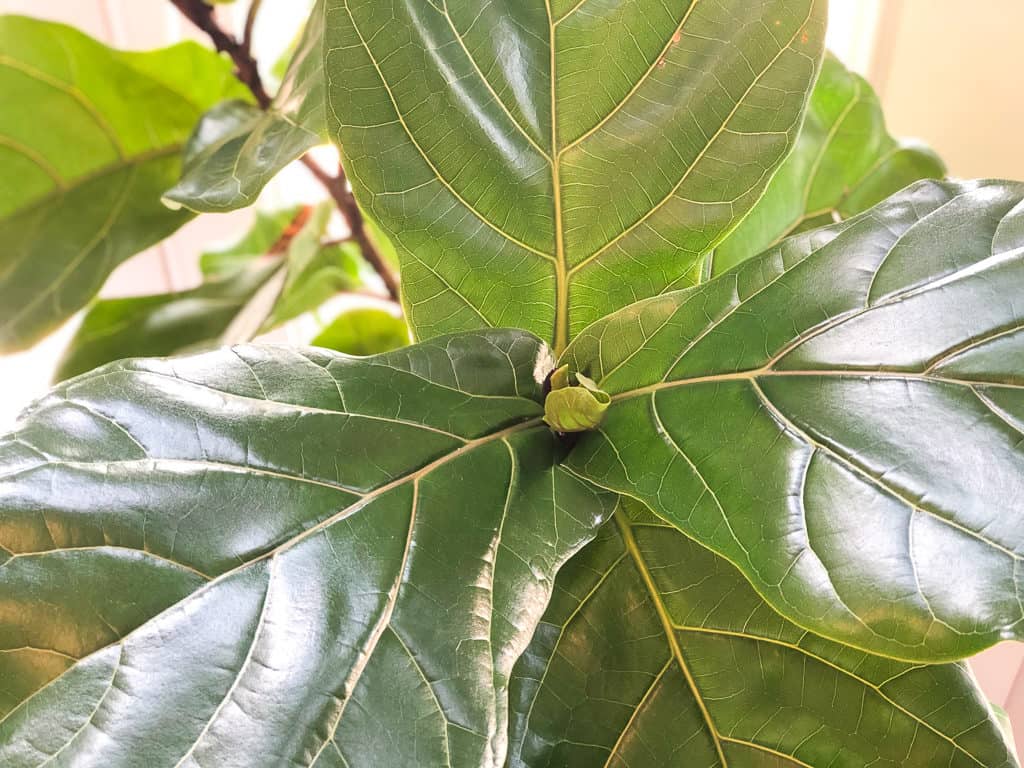 Feeding your fiddle leaf fig