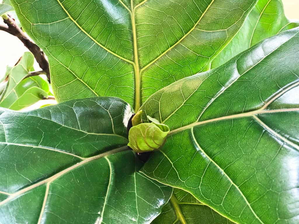 Guide to fiddle leaf fig care