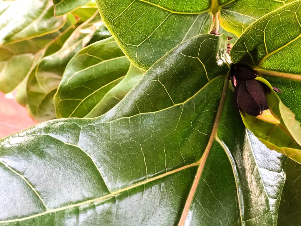 Fiddle leaf fig growth