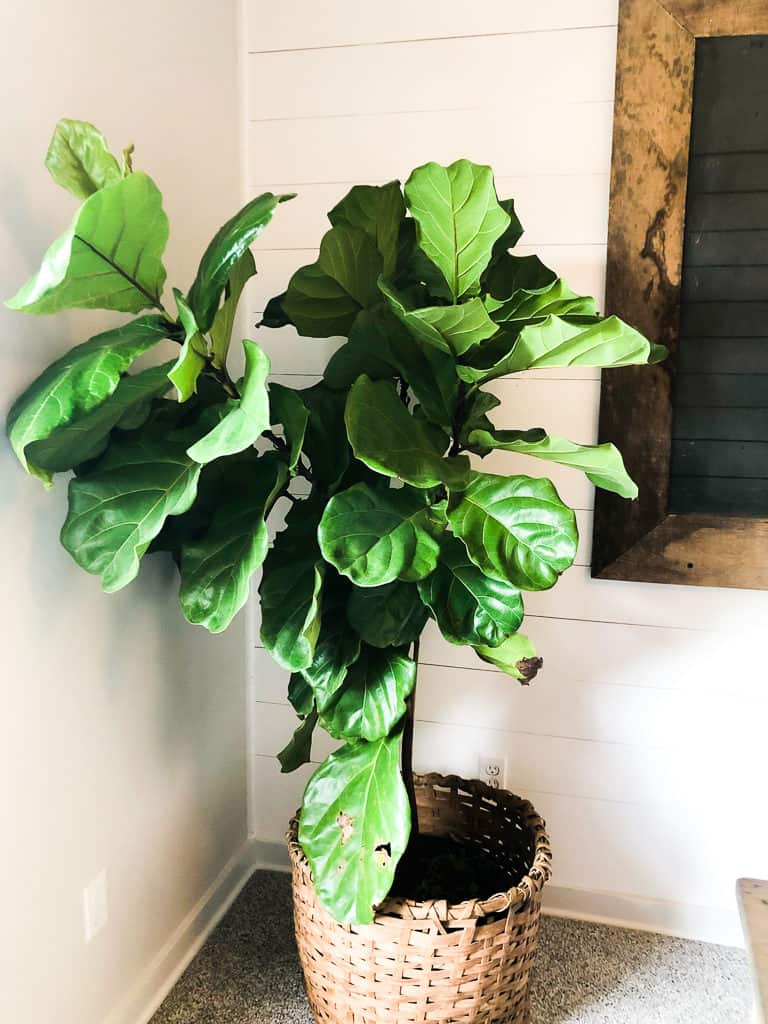 FIddle leaf fig in basket