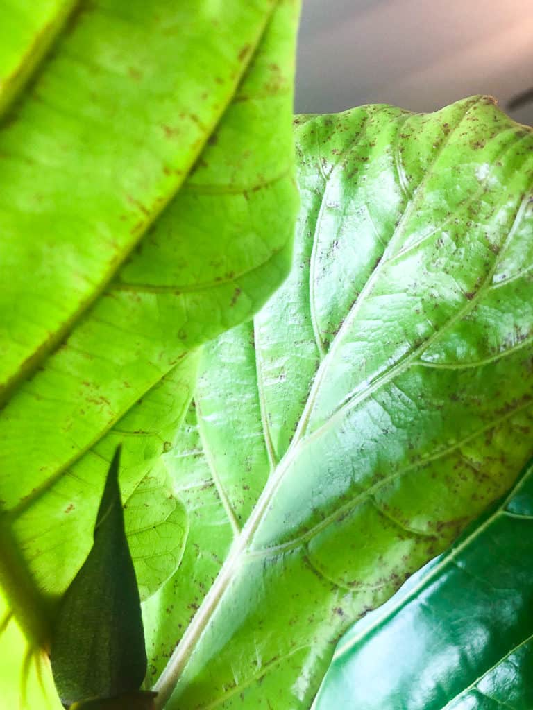 Fiddle leaf fig red spots