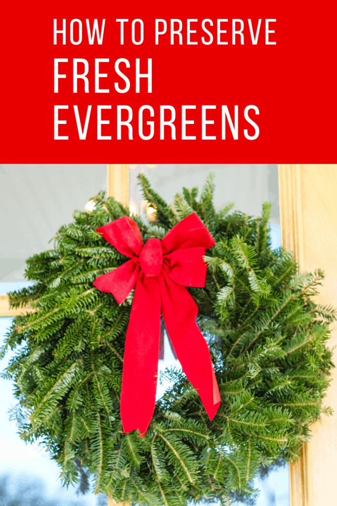 how to preserve fresh evergreens