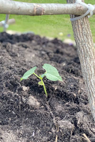 hugelculture raised bed