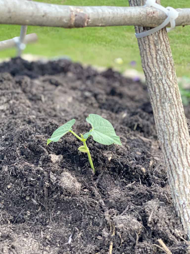 Raised Bed Garden