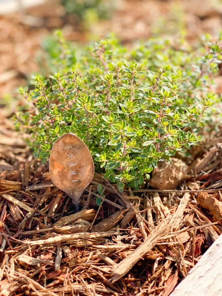 Thyme plant in herb garden with antique spoon plant marker by fearlessdiy