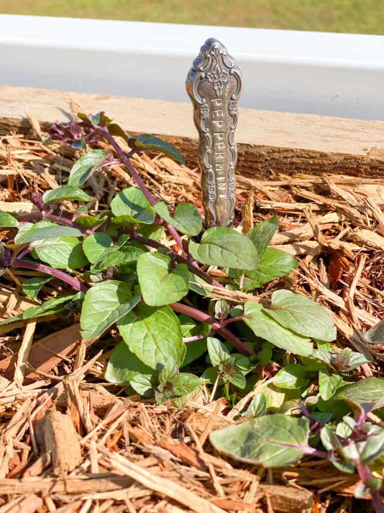 Peppermint plant with a stamped antique knife marker by fearlessdiy