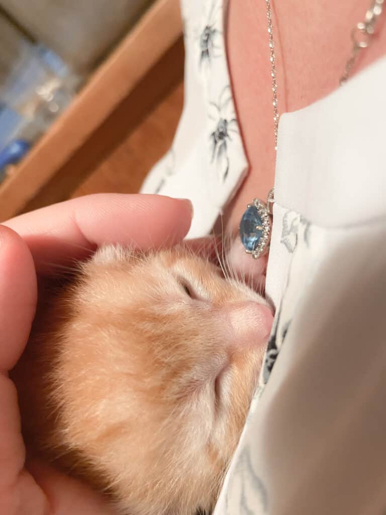 orange kitten sleeping