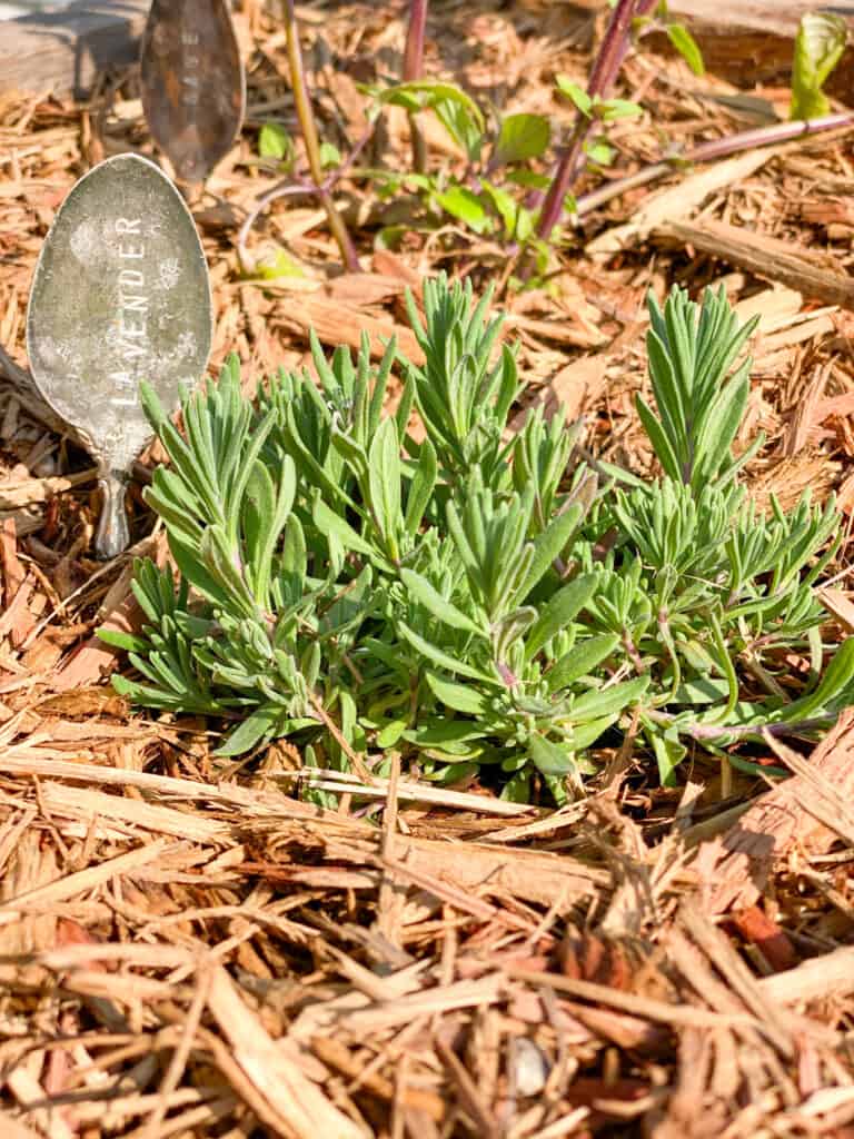 lavender plant with antique spoon stamped marker by fearlessdiy