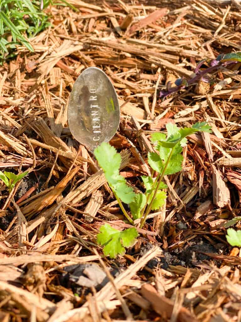 cilantro plant with antique spoon stamped marker by fearlessdiy